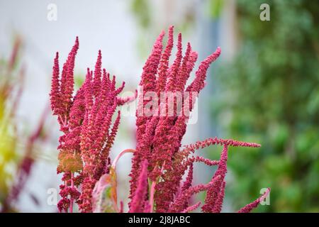 Plante d'amaranth rouge indien en croissance dans le jardin d'été. Légume de feuilles, céréales et plantes ornementales, source de protéines et d'acides aminés Banque D'Images