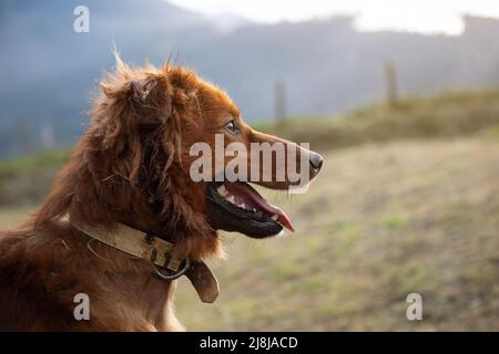 Portrait d'un berger basque de côté, en regardant l'infini au lever du soleil. Espace de copie. Thèmes animaux Banque D'Images