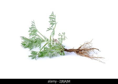 Image de branches vertes de bois de millepertuis et de racine sur fond blanc. Banque D'Images