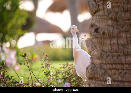 Oiseau sauvage d'aigrette de bétail blanc, également connu sous le nom de Bubulcus ibis, marchant sur une pelouse verte en été Banque D'Images