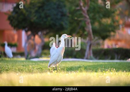 Oiseau sauvage d'aigrette de bétail blanc, également connu sous le nom de Bubulcus ibis, marchant sur une pelouse verte en été Banque D'Images