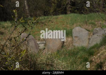 dolmen dans la forêt Banque D'Images