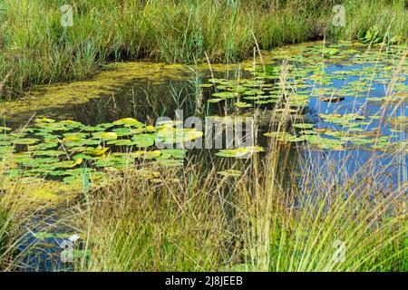 Habitat humide avec nénuphars et autres plantes aquatiques Banque D'Images