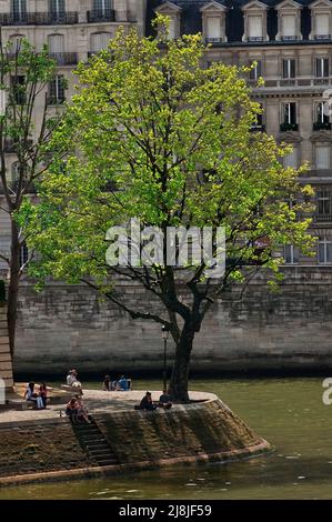 L'arbre à la pointe de l'île Saint-Louis avec le quai aux fleurs sur l'île de la Cité derrière vu du pont Louis-Philippe sur la rive droite de la Seine. Banque D'Images