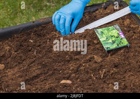 Vue rapprochée des mains des femmes plantant un ruban avec des graines de salade dans le sol dans le lit de jardin. Suède. Banque D'Images