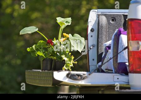 Un plateau de plantes à l'arrière d'un camion, prêt pour la plantation de printemps. Banque D'Images