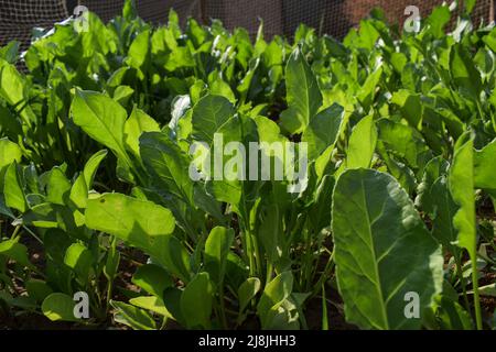 Légumes verts à feuilles frais et à l'épinard ou à la palak. Les feuilles vertes poussent le feuillage sur un sol fertile en plein soleil d'été des feuilles vertes luxuriantes Banque D'Images