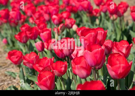 Foyer doux d'un bouquet de tulipes rouges brillantes poussant dans un champ ensoleillé le jour du printemps en campagne Banque D'Images