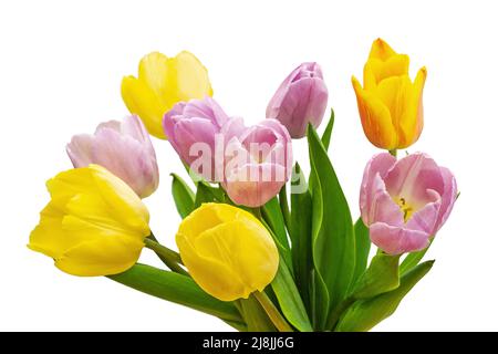 bouquet de tulipes isolés sur fond blanc gros plan Banque D'Images