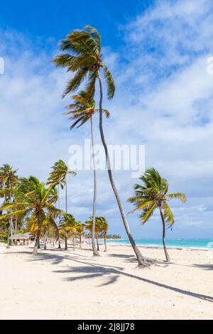 Plage de sable avec palmiers à noix de coco, photo verticale. république dominicaine nature, paysage côtier photo prise lors d'une journée ensoleillée Banque D'Images