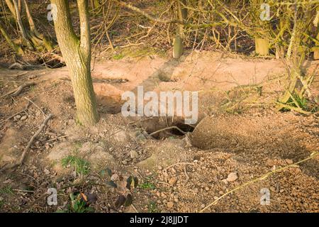 Badger a causé des dégâts, l'érosion du sol par des trous dans un coin de bois à Buckinghamshire, au Royaume-Uni Banque D'Images