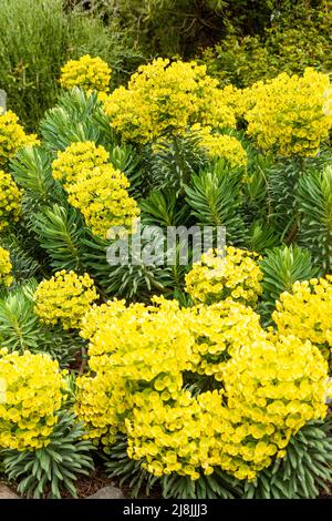 Euphorbia chacias subp wulfenii 'John Tomlinson' Banque D'Images