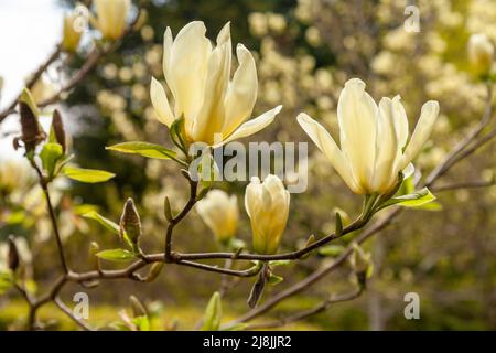 Magnolia 'Elizabeth' un magnolia hybride Banque D'Images
