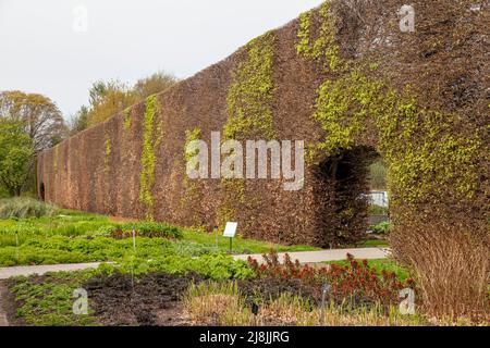 Célèbre haie de Beech datant d'un siècle de 8 mètres ; hauteur de 23ft au Royal Botanic Garden d'Édimbourg fin avril Banque D'Images