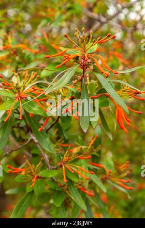 Le buisson de feu chilien, Embothrium coccineum, est un arbuste à moitié robuste, portant de magnifiques fleurs orange-rouge vives et épidereuses à la fin du printemps et au début de l'été Banque D'Images