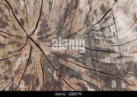 Texture des bois et fissures Banque D'Images