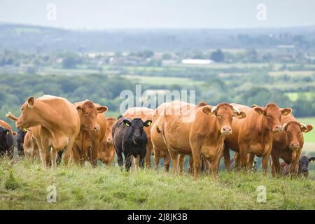 Troupeau de vaches, bovins de boucherie Hereford avec veaux. Bétail dans un champ sur une ferme. Aylesbury Vale, Buckinghamshire, Royaume-Uni Banque D'Images