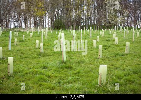 Plantation d'arbres, arbres de jeunes arbres avec des gardes poussant dans un champ à Buckinghamshire, Royaume-Uni Banque D'Images