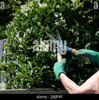 Hampshire Angleterre Royaume-Uni. 2022. Mains de femme utilisant de petits cisailles pour tondre une haie privée de jardin. Banque D'Images