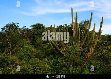 facheiro cactus dans la forêt de caatinga, végétation indigène du nord-est du brésil Banque D'Images