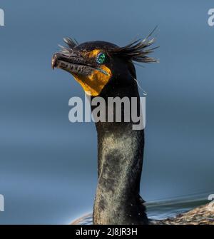 Un gros plan d'un Cormorant à double crête pendant la saison de reproduction avec des plumes de touffe et des détails d'oeil magnifiquement complexes. Banque D'Images