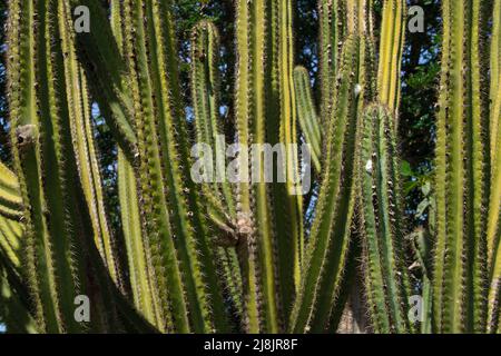 détail de facheiro cactus (pilosocereus pachycladus) dans la forêt de caatinga, végétation typique du nord-est du brésil Banque D'Images