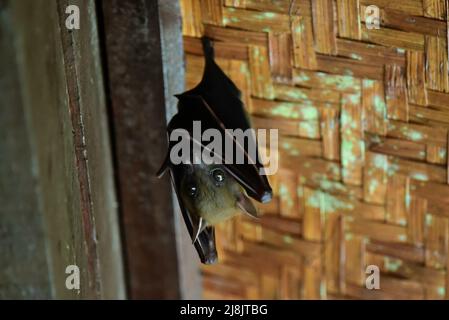 Bat aux fruits à nez court (Cynopterus brachyotis) roosting, Taman Negara, Malaisie Banque D'Images