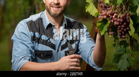 le vigneron coupe des raisins avec des ciseaux de jardinage, des fruits Banque D'Images