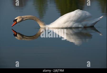 Un grand cygne blanc nage sur un plan d'eau. Le cygne se reflète dans l'eau. Il s'étire la tête loin vers l'avant et s'aplatit. Banque D'Images