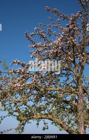 Photo détaillée de la couronne d'un pommier en fleur avec des fleurs roses contre un ciel bleu dans la nature Banque D'Images