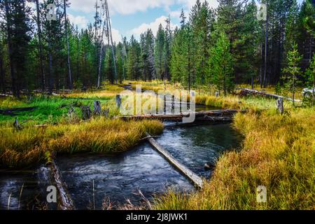 Le ruisseau Moose, tributaire de la fourche Henry's de la rivière Snake, serpente à travers une forêt de pins lodgepole dans un habitat de grizzli. Island Park, Fremont Co., États-Unis Banque D'Images