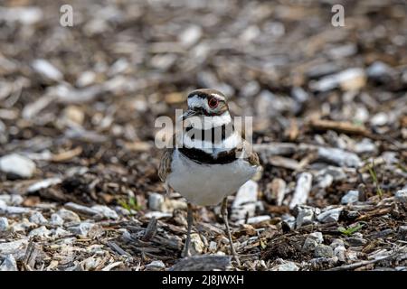 Killdeer ou Charadrius Vociferus le jour du printemps pendant la migration. C'est un grand pluvier que l'on trouve dans les Amériques. Banque D'Images