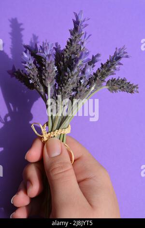 Bouquet de fleurs de lavande fraîches et biologiques dans la main de la jeune femme Banque D'Images