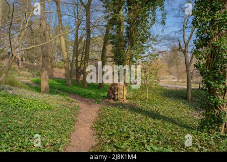 Ivy anglais, ivy commun (Hedera Helix), poussant sur le sol un vlimbing des arbres dans le jardin botanique, Allemagne, Hambourg Banque D'Images