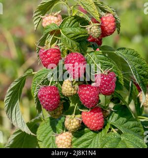 Framboise rouge européenne (Rubus idaeus « Little Sweet Sister », Rubus idaeus Little Sweet Sister), framboises de cultivar Little Sweet Sister Banque D'Images