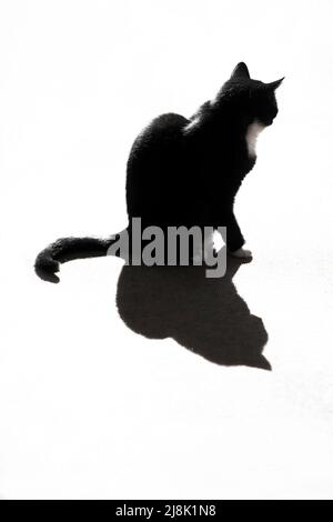 Chat domestique, chat maison (Felis silvestris F. catus), chat noir avec ombre en contre-jour devant le fond blanc, Allemagne Banque D'Images