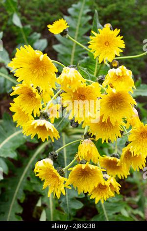 sow Thistle (Sonchus spec.), fleurs, îles Canaries, la Gomera Banque D'Images