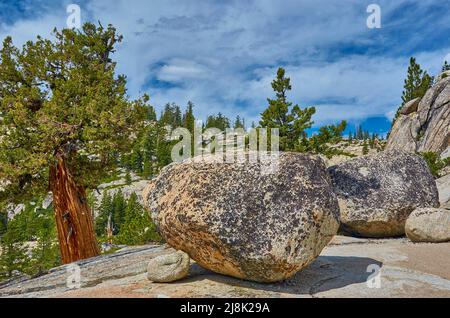 Séquoia géant, séquoia géant (Sequoiadendron giganteum), Olmsted point, séquoias et pins poussent dans des crevasses rocheuses, États-Unis, Californie, Yosemite National Banque D'Images