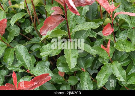 Fraser photinia (Photinia x fraseri 'Red Select', Photinia x fraseri Red Select, Photinia fraseri), feuilles avec raindrops, cultivar Red Select Banque D'Images