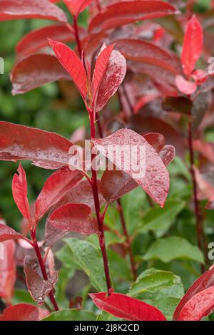 Fraser photinia (Photinia x fraseri 'Red Select', Photinia x fraseri Red Select, Photinia fraseri), pousses de feuilles de cultivar Red Select Banque D'Images