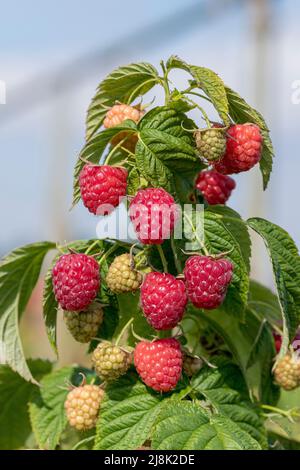 Framboise rouge européenne (Rubus idaeus « Little Sweet Sister », Rubus idaeus Little Sweet Sister), framboises de cultivar Little Sweet Sister, Banque D'Images