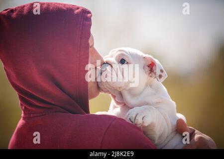 Magnifique chien Bulldog blanc sur les épaules du propriétaire Banque D'Images