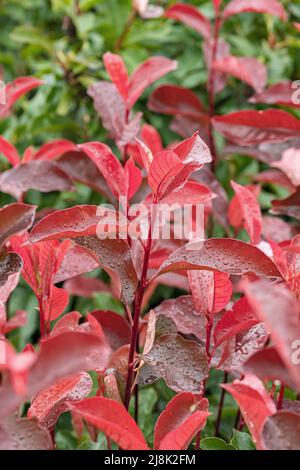 Fraser photinia (Photinia x fraseri 'Red Select', Photinia x fraseri Red Select, Photinia fraseri), pousses de feuilles de cultivar Red Select Banque D'Images