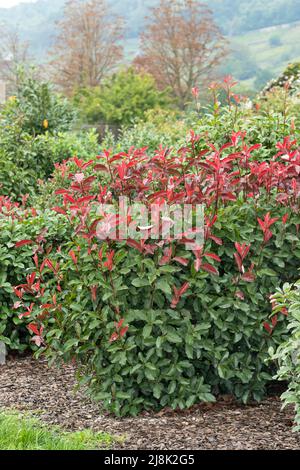 Fraser photinia (Photinia x fraseri 'Red Select', Photinia x fraseri Red Select, Photinia fraseri), pousses de feuilles de cultivar Red Select Banque D'Images