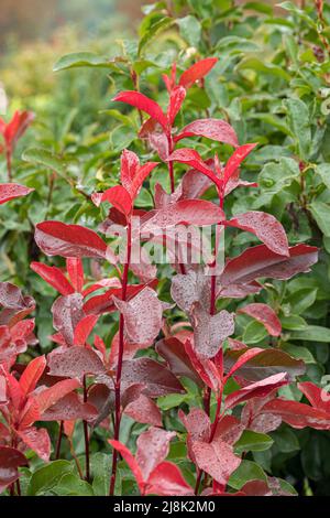 Fraser photinia (Photinia x fraseri 'Red Select', Photinia x fraseri Red Select, Photinia fraseri), pousses de feuilles de cultivar Red Select Banque D'Images