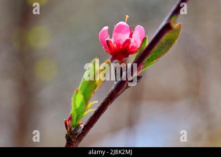 Pêche (Prunus persica), fleur en contre-jour, Allemagne, Rhénanie-du-Nord-Westphalie Banque D'Images