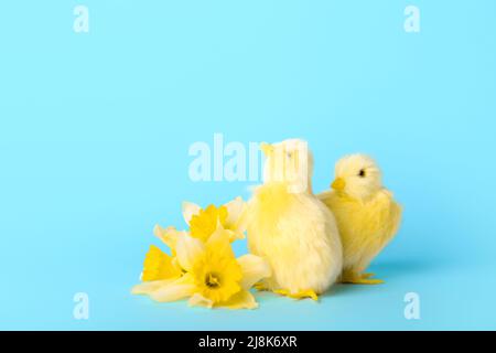 Joli poulet jaune et belles fleurs printanières sur fond bleu Banque D'Images