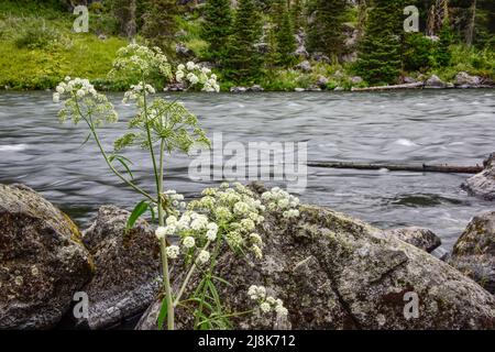 Scenic Henry's Fork, Snake River, Island Park, Idaho, États-Unis Banque D'Images