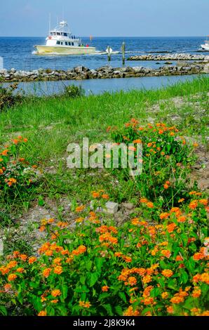 Un bateau passe devant une lantana commune qui grandit sauvage le long du bord de l’eau, le 28 avril 2022, à Dauphin Island, en Alabama. Banque D'Images