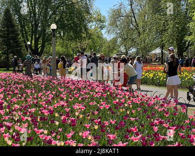 Ottawa (Ontario), Canada - le 14 mai 2022 : des foules apprécient le Festival des tulipes d'Ottawa, un événement annuel dans la capitale nationale. Banque D'Images